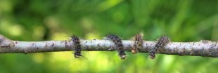 Elles sont de retour : attention aux chenilles processionnaires