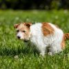 Déjections du chien du voisin dans votre jardin : quels recours légaux ?