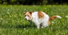 Déjections du chien du voisin dans votre jardin : quels recours légaux ?