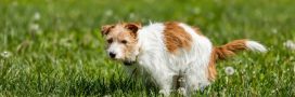 Déjections du chien du voisin dans votre jardin : quels recours légaux ? Déjections du chien du voisin dans votre jardin : quels recours légaux ?