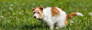 Déjections du chien du voisin dans votre jardin : quels recours légaux ?