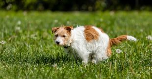 Déjections du chien du voisin dans votre jardin : quels recours légaux ?