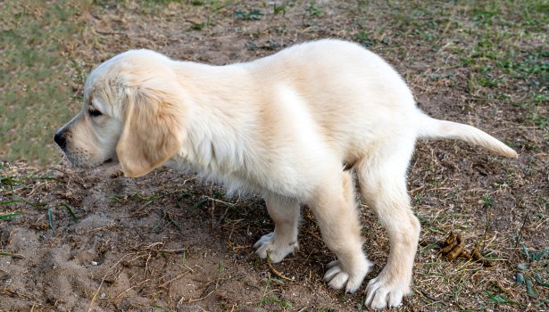 Le chien du voisin salit votre jardin