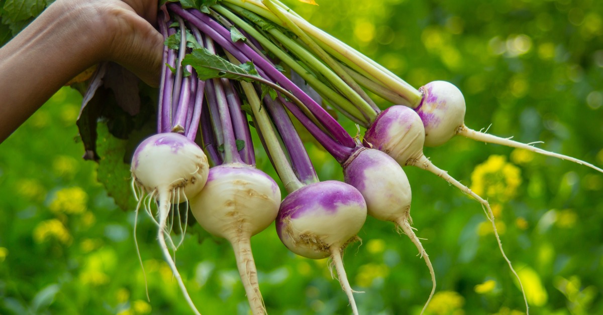 8 façons de cuisiner les navets pour ceux qui n'aiment pas 8 façons de cuisiner les navets pour ceux qui n'aiment pas