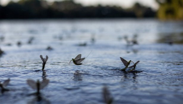 Des éphémères qui émergent au-dessus de l'eau,
