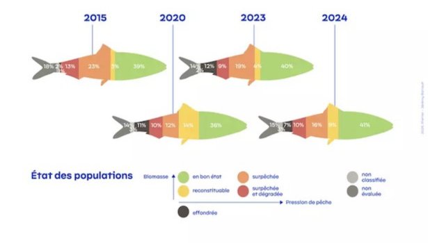 Bilan 2025 de l'état des populations de poissons pêchés en France @Ifremer