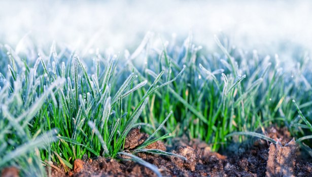 gel tardif sur la pelouse