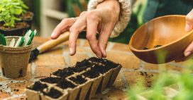 Graines anciennes : ce test simple permet de savoir si elles germeront encore