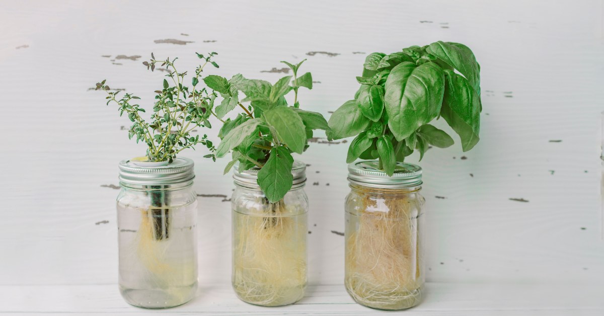 herbes aromatiques hydrophonie