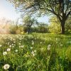 Jardin écologique : 4 gestes simples au printemps pour aider la biodiversité