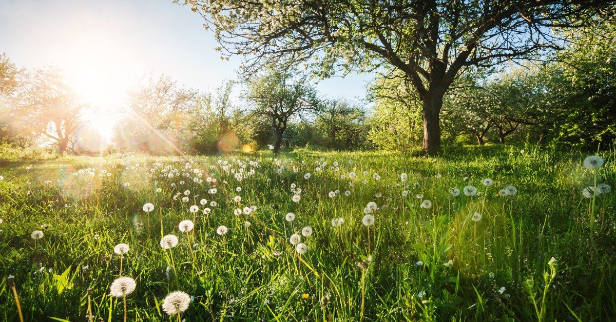 Jardin écologique : 4 gestes simples au printemps pour aider la biodiversité