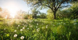 Jardin écologique : 4 gestes simples au printemps pour aider la biodiversité