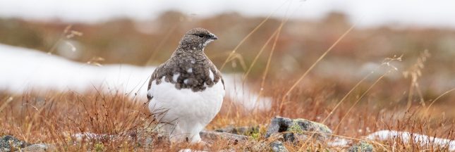 Lagopède en automne