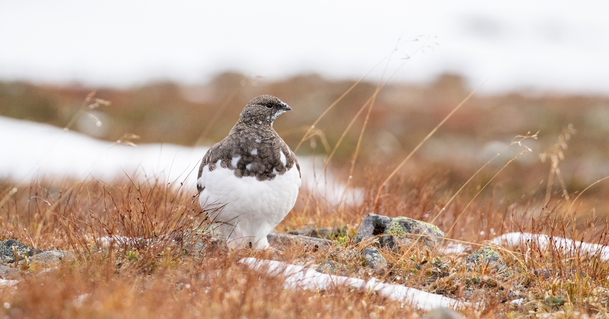 Interdiction de chasser cet animal pendant cinq ans Interdiction de chasser cet animal pendant cinq ans