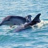 Golfe de Gascogne : la mortalité des dauphins en forte hausse Golfe de Gascogne : la mortalité des dauphins en forte hausse