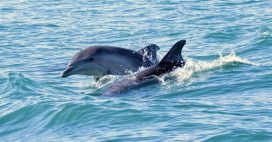 Golfe de Gascogne : la mortalité des dauphins en forte hausse Golfe de Gascogne : la mortalité des dauphins en forte hausse