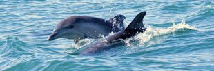 Golfe de Gascogne : la mortalité des dauphins en forte hausse