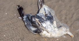 Tempêtes : Des dizaines de milliers d’oiseaux marins échoués