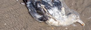 Tempêtes : Des dizaines de milliers d'oiseaux marins échoués