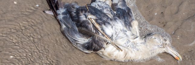 Tempêtes : Des dizaines de milliers d'oiseaux marins échoués