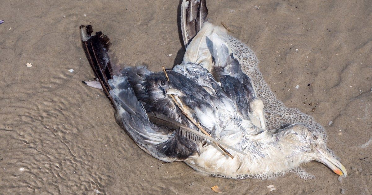 Tempêtes : Des dizaines de milliers d'oiseaux marins échoués