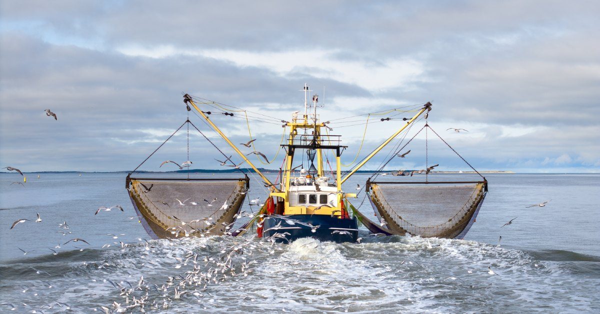 Surpêche : l’Ifremer alerte sur l’état préoccupant de certains poissons