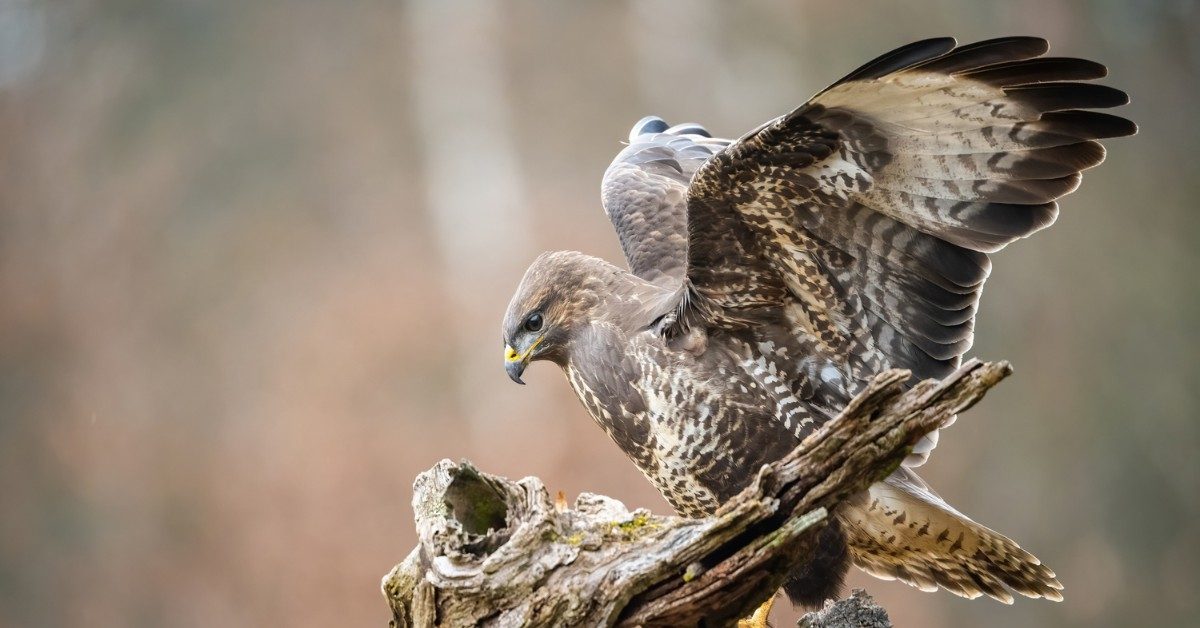 PFAS : les rapaces, véritables sentinelles de cette pollution omniprésente