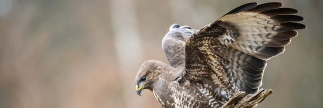 PFAS : les rapaces dévoilent une pollution bien plus grave que prévu