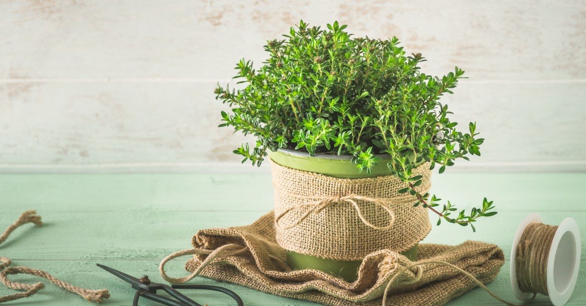 Sarriette : comment l’utiliser en cuisine et profiter de ses bienfaits