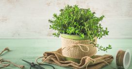 Sarriette : comment l’utiliser en cuisine et profiter de ses bienfaits Sarriette : comment l’utiliser en cuisine et profiter de ses bienfaits