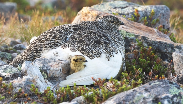 lagopède et son poussin dans la montagne