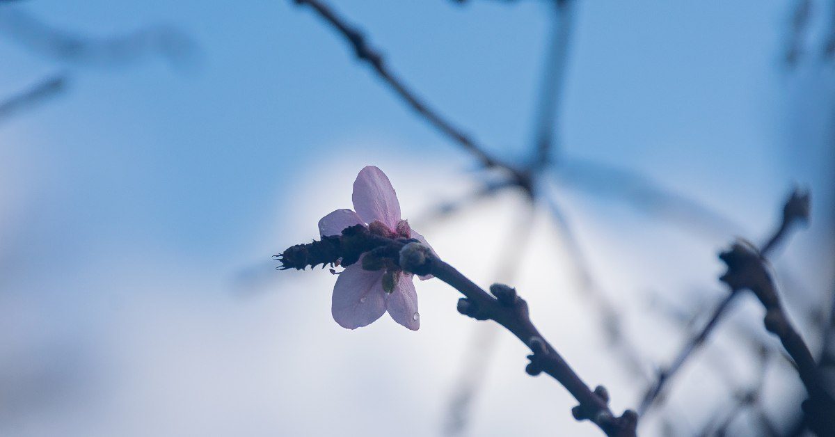 Le printemps est précoce cette année en France, et ce n’est pas une bonne nouvelle