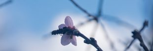 Le printemps est précoce cette année en France, et ce n'est pas une bonne nouvelle