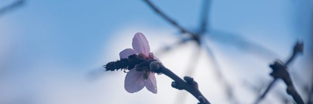 La nature s’emballe : ce printemps en avance inquiète
