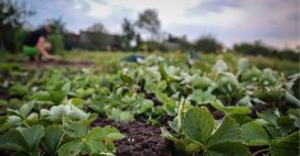 Guerre en Ukraine : une pollution invisible menace notre alimentation