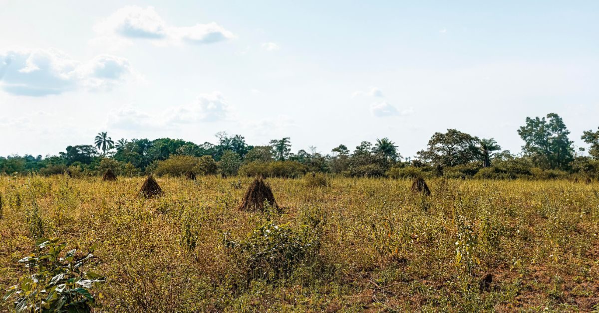 L’ONG Super Novae au coeur du redémarrage agricole à Mayotte