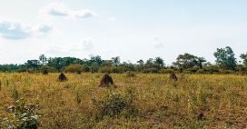 L’ONG Super Novae au coeur du redémarrage agricole à Mayotte