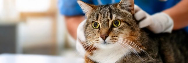 Hypertension du chat : symptômes, risques et prévention