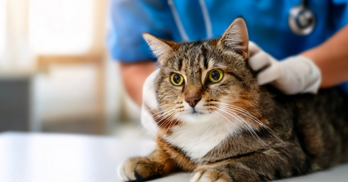 Ce tueur silencieux s'attaque-t-il à votre chat ?