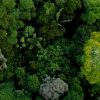 La destruction des forêts tropicales ralentit, mais...
