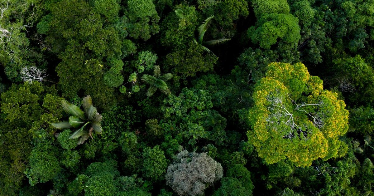 La destruction des forêts tropicales ralentit, mais…