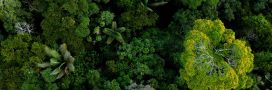 La destruction des forêts tropicales ralentit, mais...