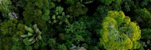 La destruction des forêts tropicales ralentit, mais...