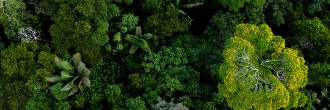 Déforestation Forêts Primaires 2025 : Étude Global Forest Watch
