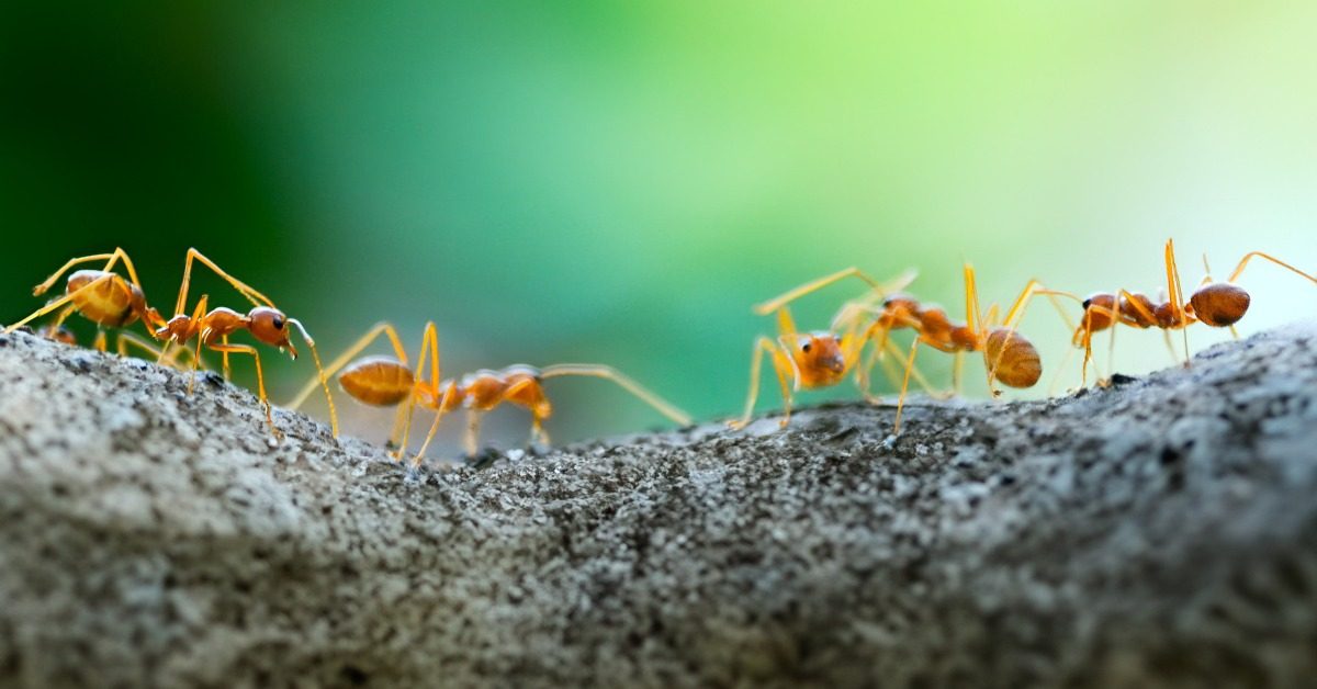 Fourmi de feu dans le Var : pourquoi cette espèce inquiète ? Fourmi de feu dans le Var : pourquoi cette espèce inquiète ?