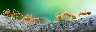 Fourmi de feu dans le Var : pourquoi cette espèce inquiète ?