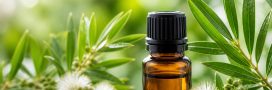 Arbre à thé : 6 manières d&rsquo;utiliser l&rsquo;huile essentielle au quotidien