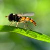 Insectes : une initiative nationale pour mesurer leur déclin