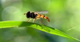 Insectes : une initiative nationale pour mesurer leur déclin