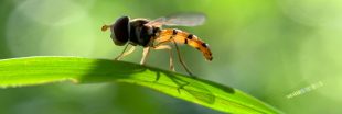 Insectes : une initiative nationale pour mesurer leur déclin Insectes : une initiative nationale pour mesurer leur déclin
